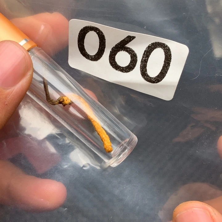 大果紫檀（缅甸花梨）