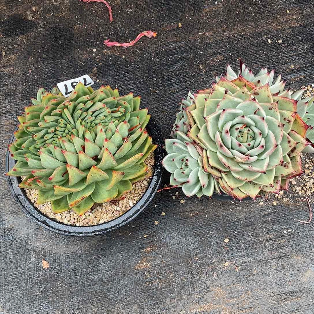 若如东云组拍797