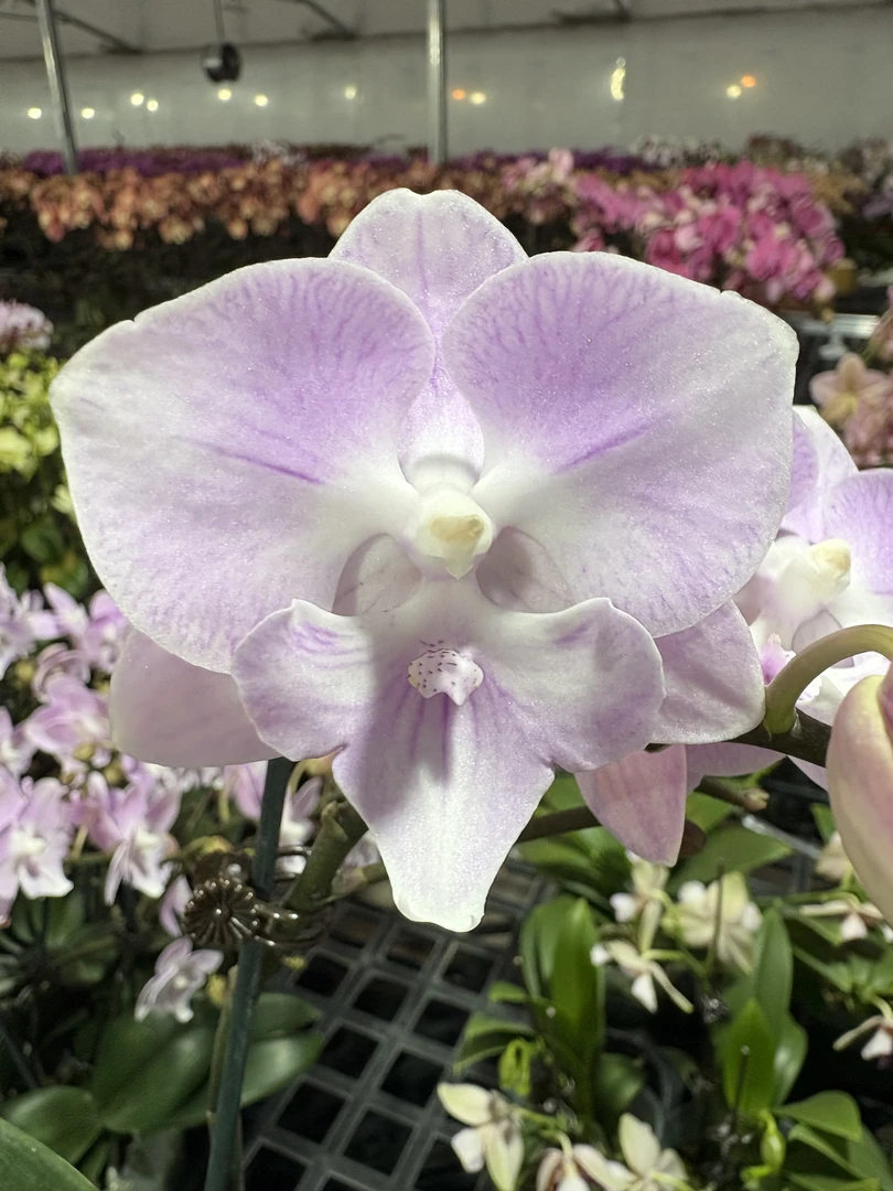 蝴蝶兰【粉贝壳】中花型 粉色系桌面款 带花发货 客厅美观