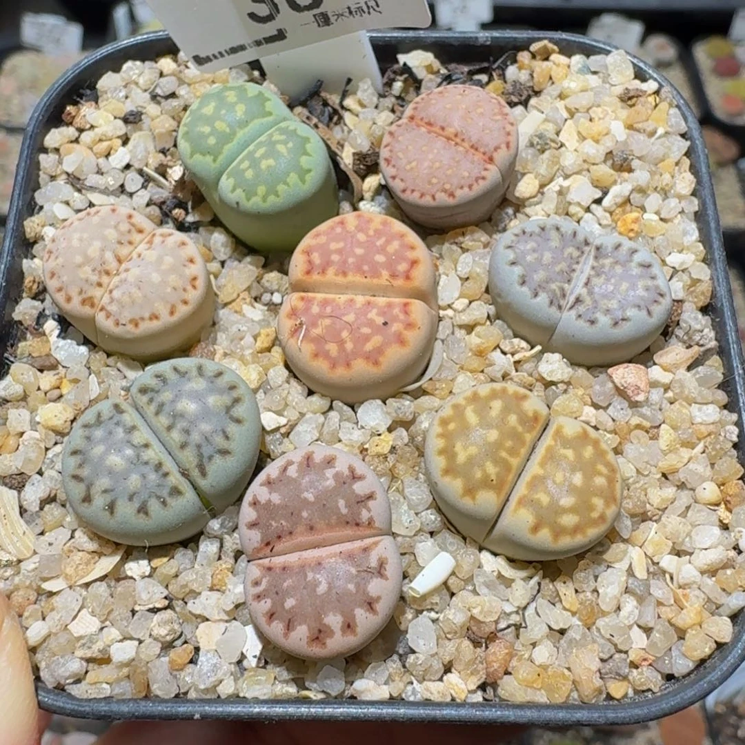 Sssss精品生石花38