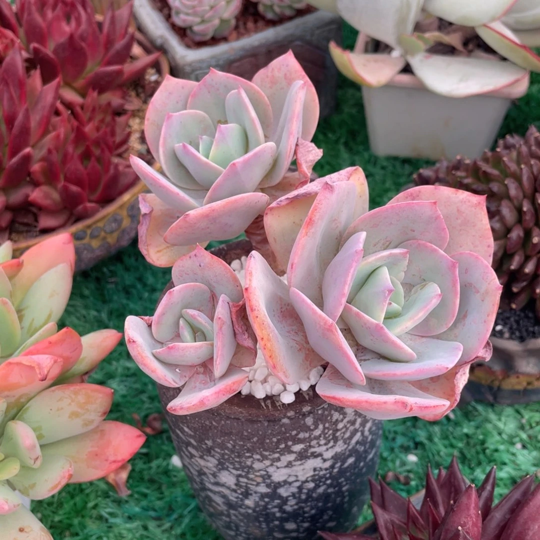 多肉植物盆栽多肉