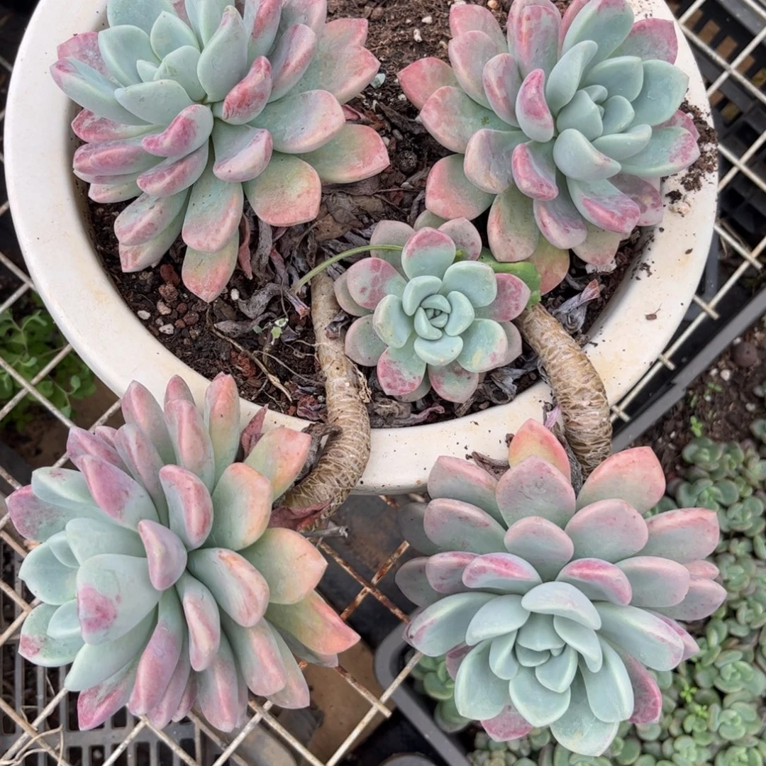 新疆西藏内蒙不包邮，花瓣鹿