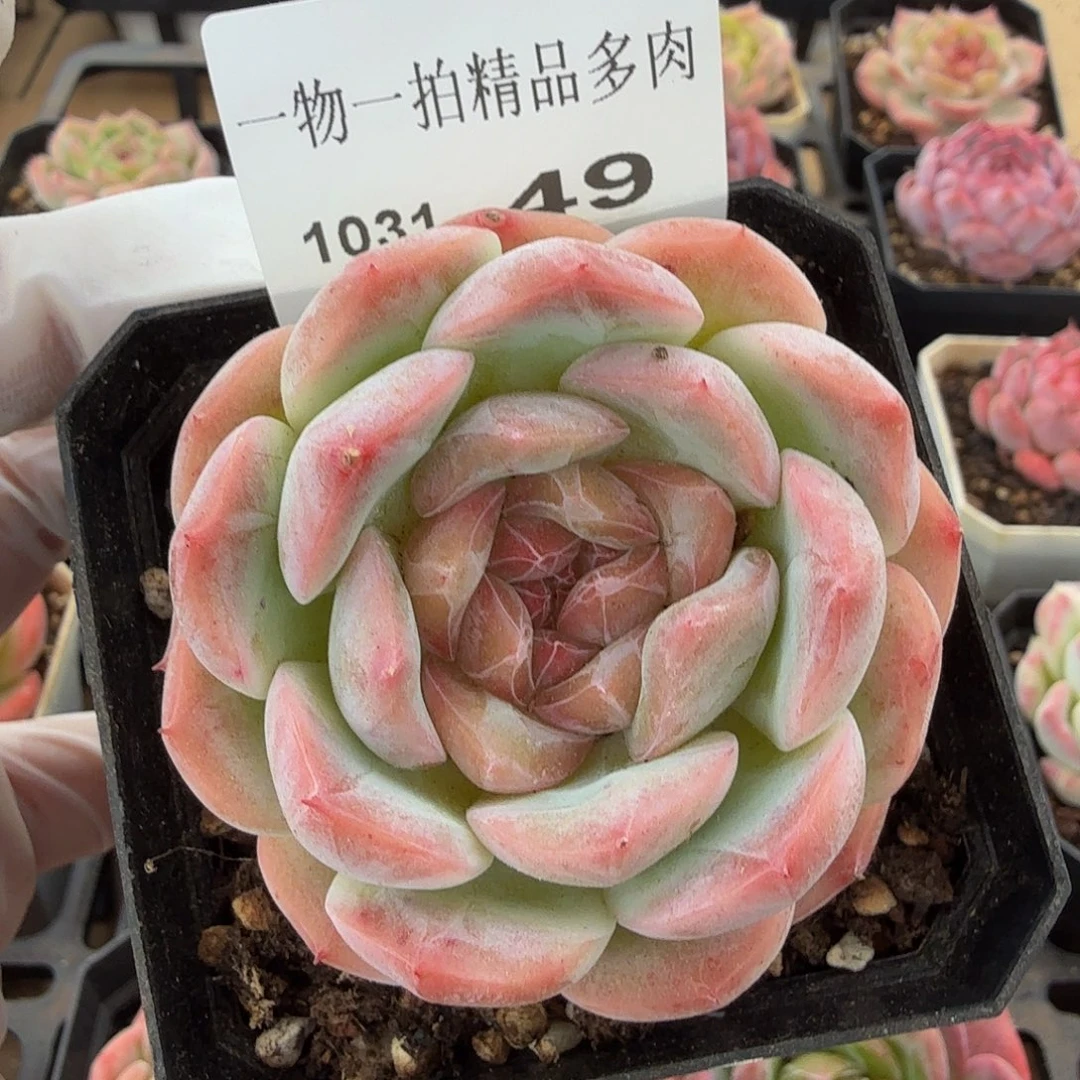 1031-49单颗多肉珍妮