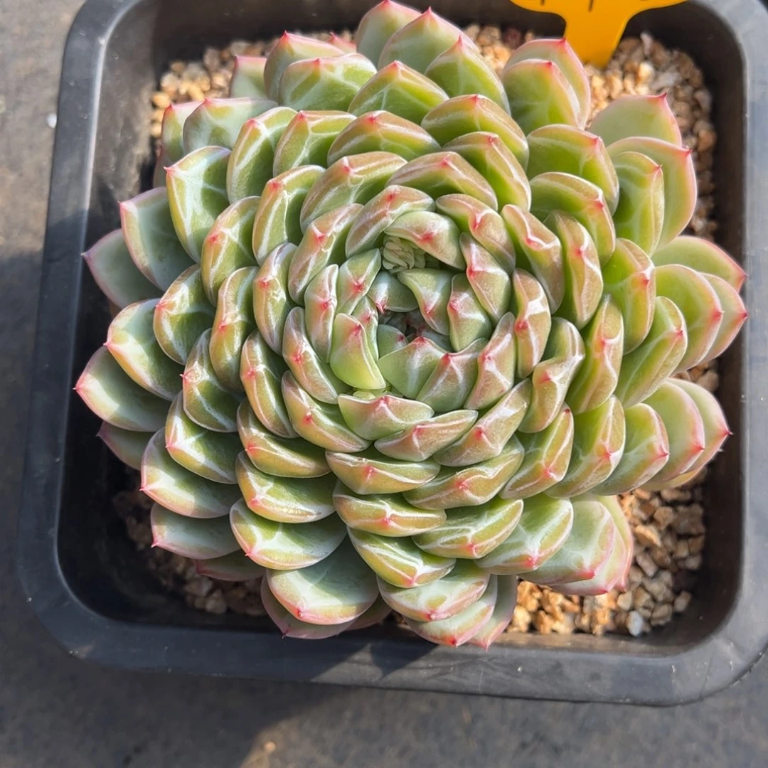 11-07-25雪花珍妮多肉植物