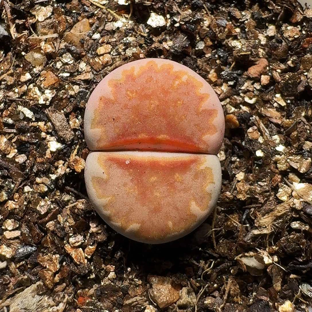 y*.生石花等11111111。   100