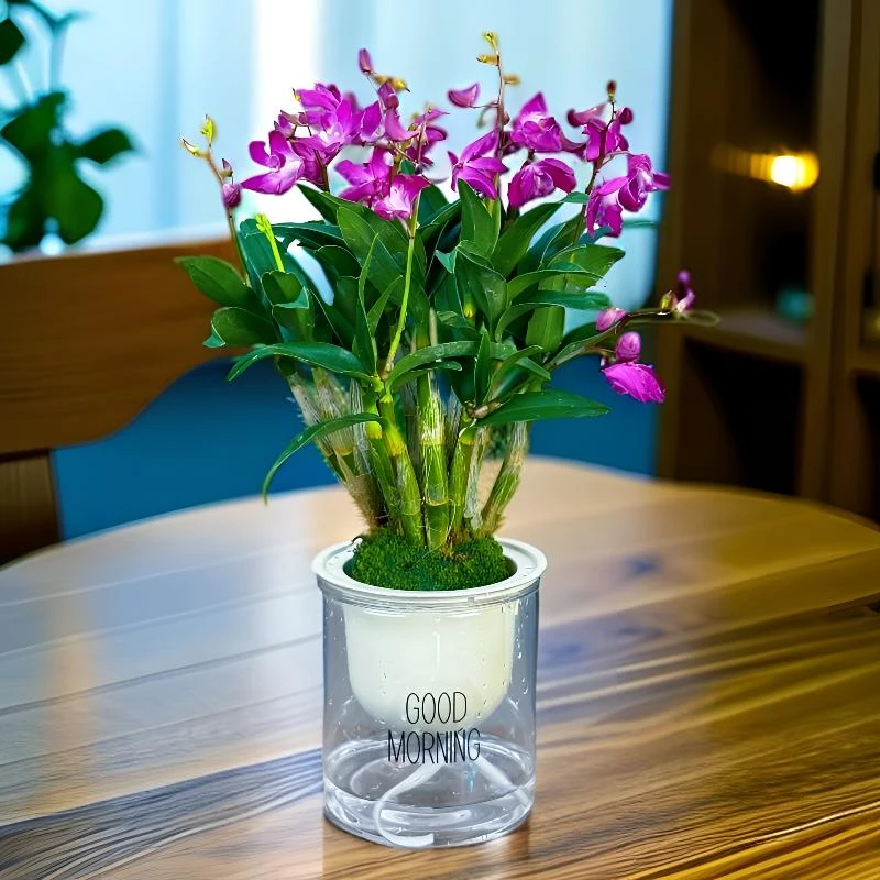 【带花剑花苞】新品红宝石香水石斛兰水培浓香室内绿植花卉盆栽商品图