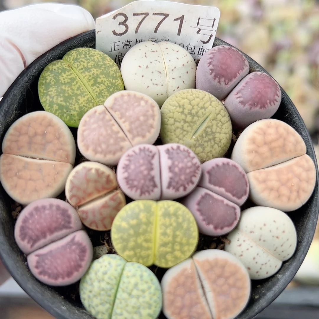 3771 好养易活生石花大母本