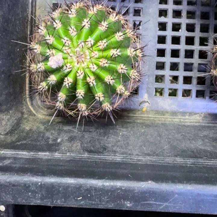 368彩草南方美女无根侧牙4公分左右，20包邮