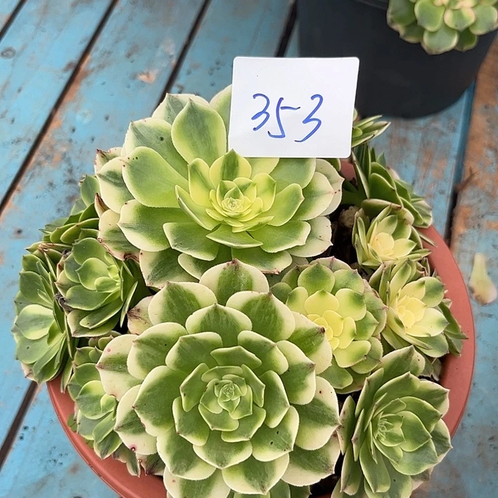 253伊丽莎白朵朵发发发