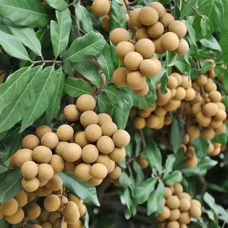 广东茂名新鲜储良龙眼现摘现发顺丰包邮