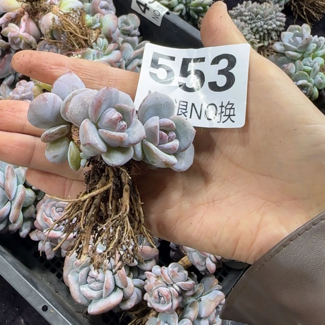 星影四头一物一拍553