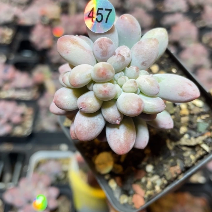 仙子奶酪缀化多肉植物