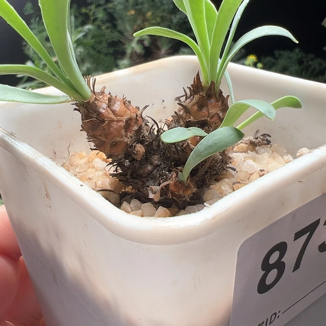 苏铁厚敦菊带盆发货40包邮