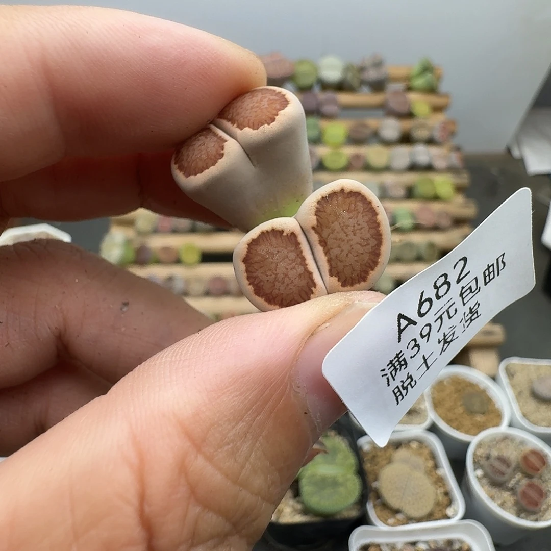 682多肉哈哈哈哈哈哈