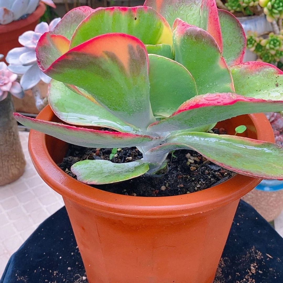 多肉植物非常福利唐印锦