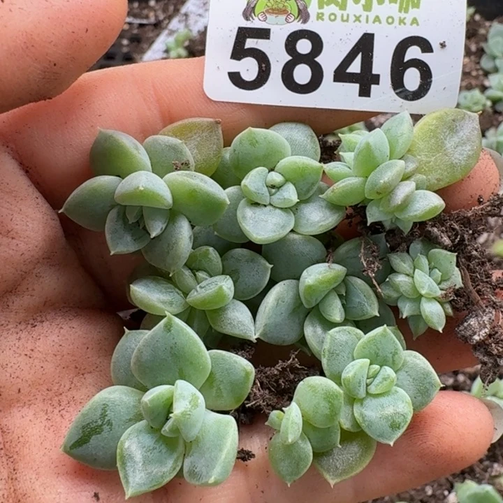 多肉植物多肉植物