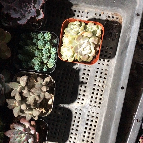 亲***死别有自己想法就行吗