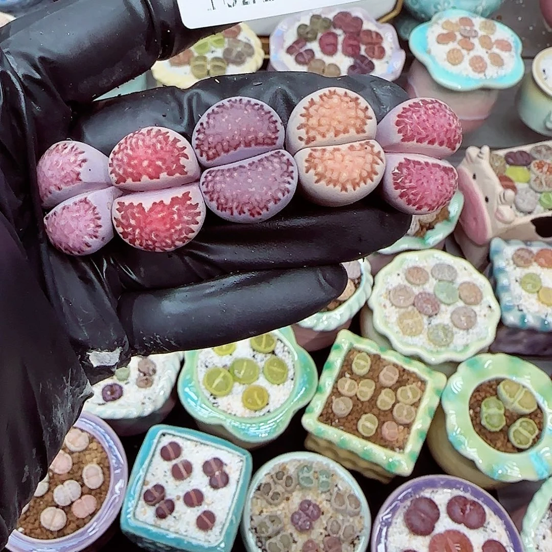 生石花满18包邮1021-60