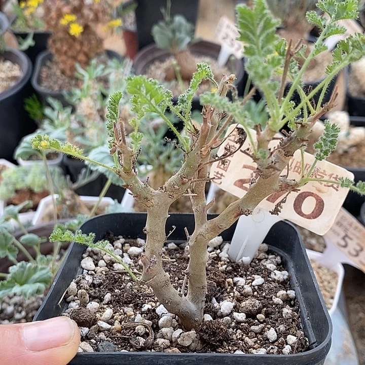 270沙漠洋葵一一一一一一一