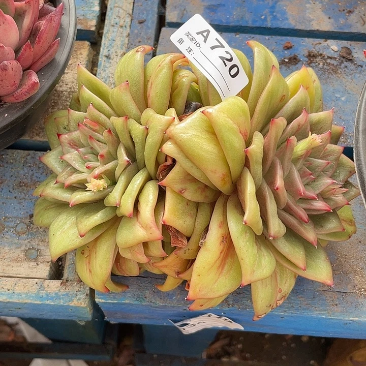 若如东云单拍A720