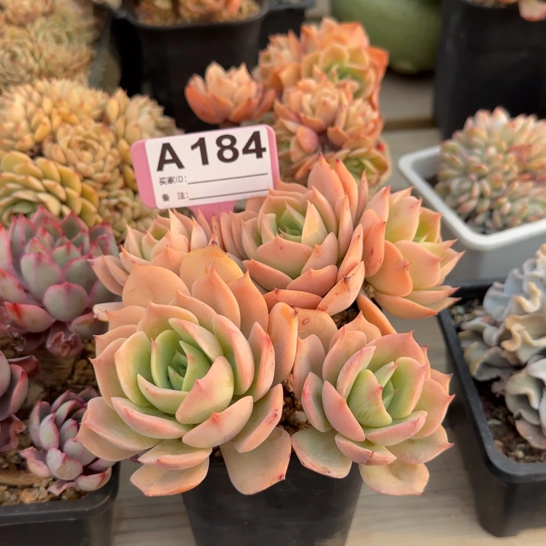 白雪公主五十包邮