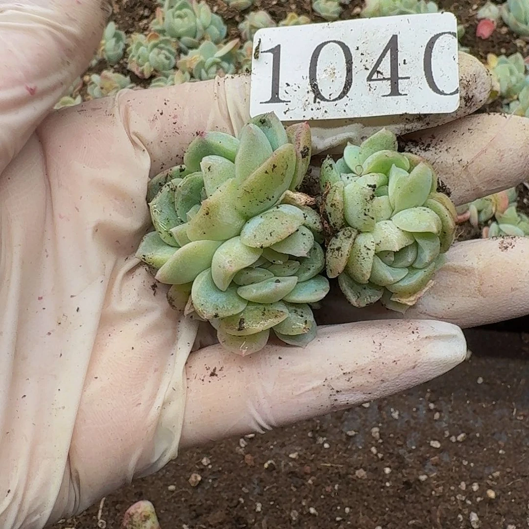 文*多肉植物多肉植物1040