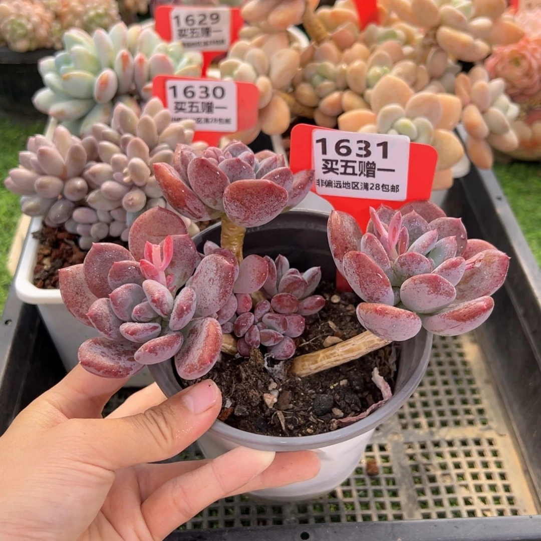 表妹精品多肉1631.