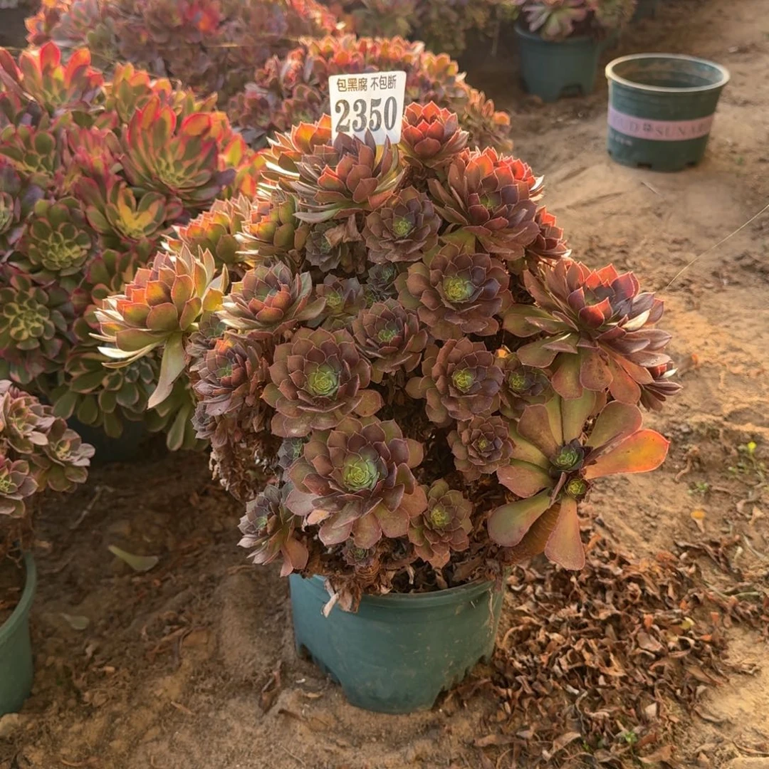 17-44法师桃花石不包断2350