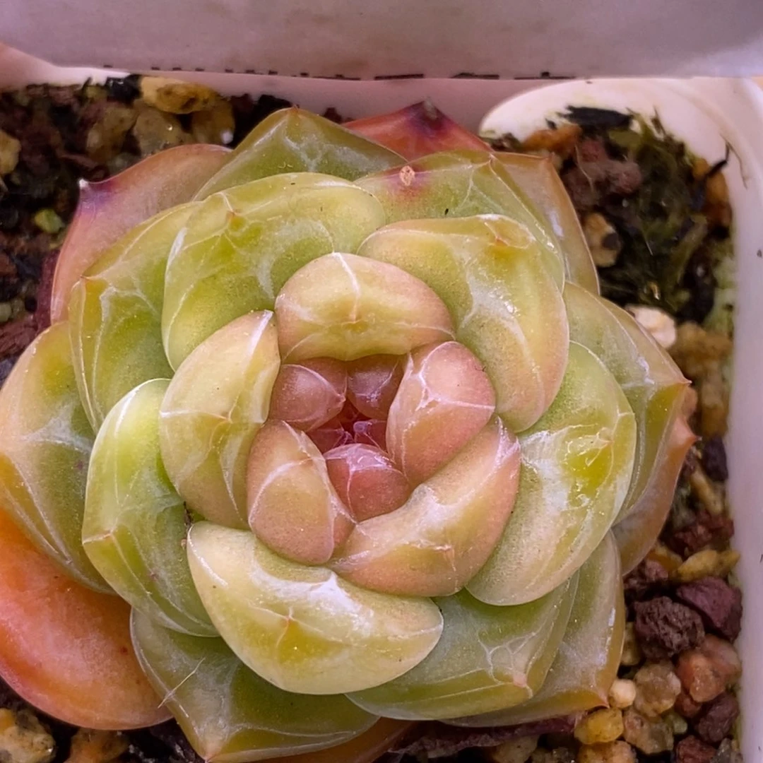 【闪购商品】07-173