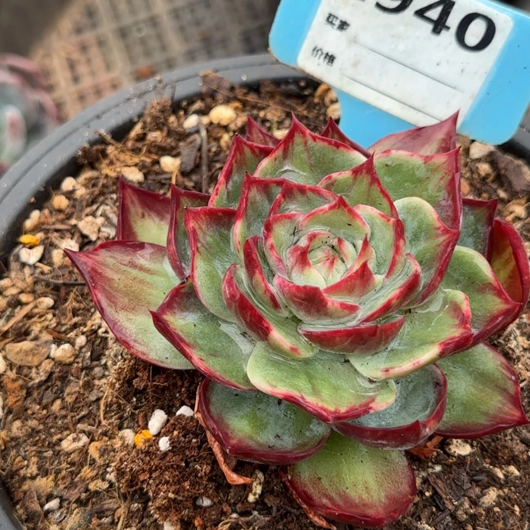 惊鸿一物一拍包装收缩花旱940