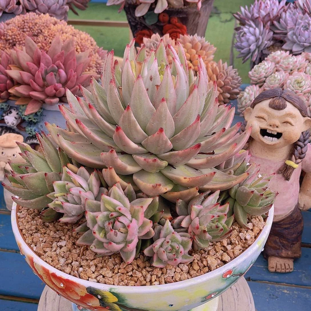 海*多肉锦海姐带盆