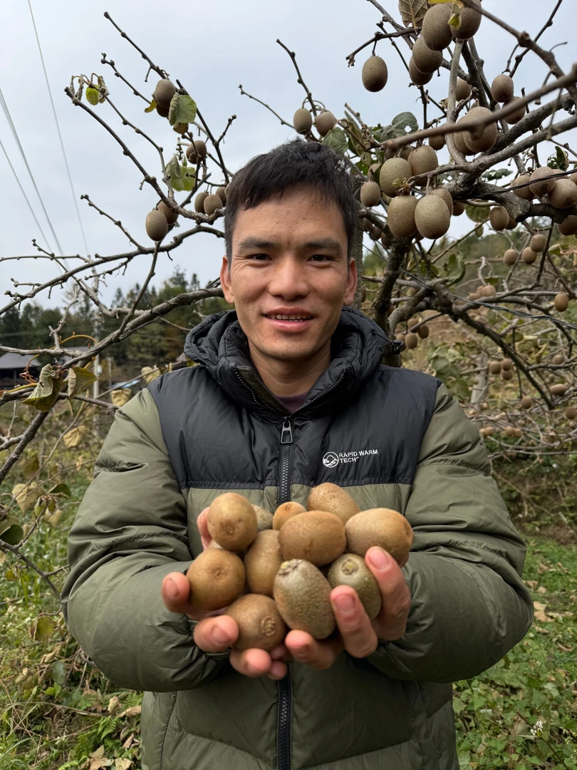 【现摘猕猴桃小果】新鲜现摘现发猕猴桃5斤(80多个左右）