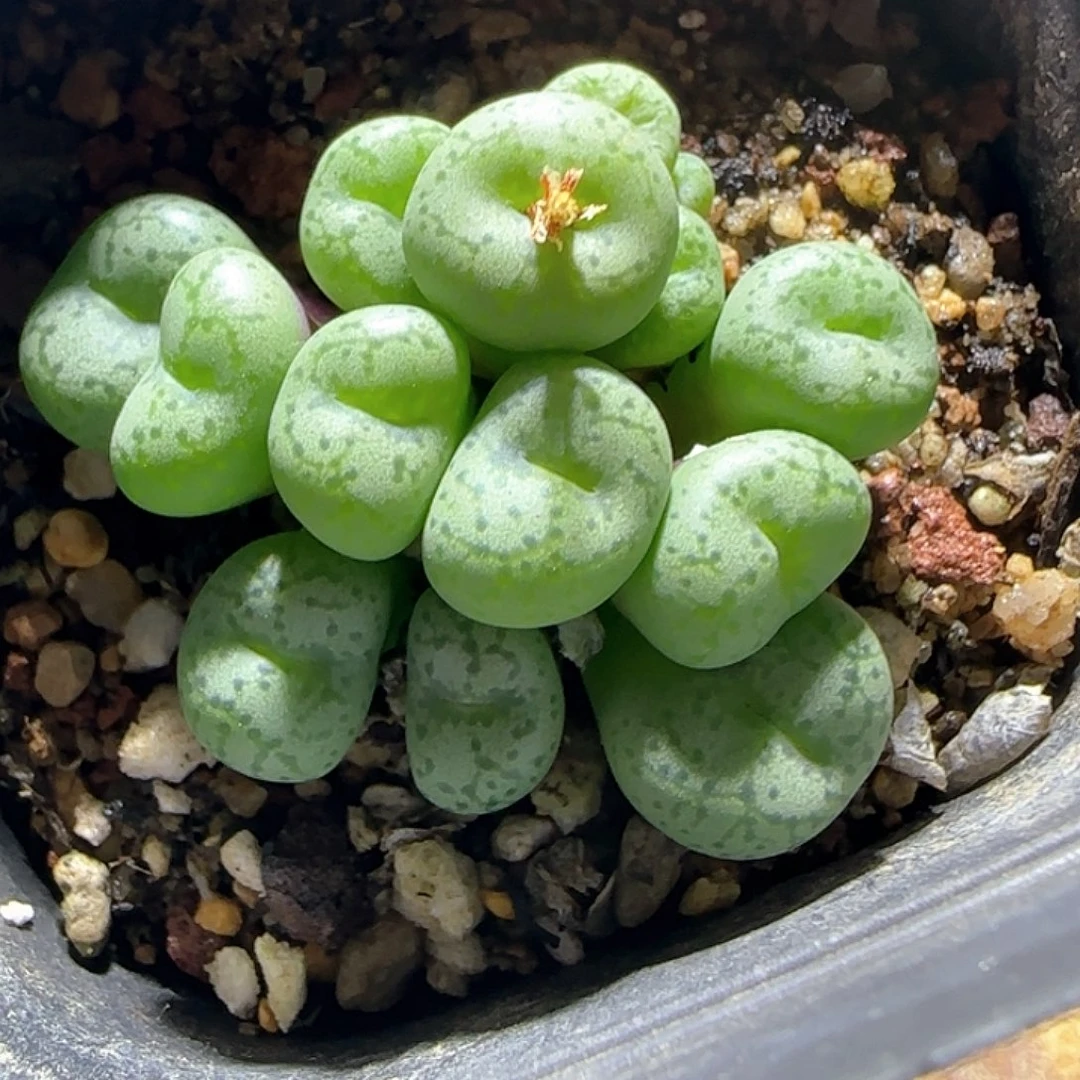 饼杂。          57373