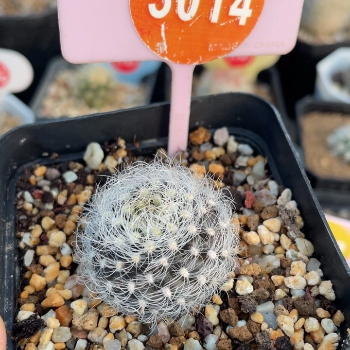 实生银翁玉30140000000