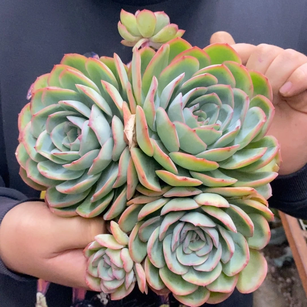 晨露三大头起发整桩