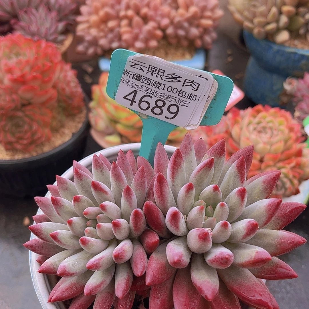 4689虞美人多肉植物