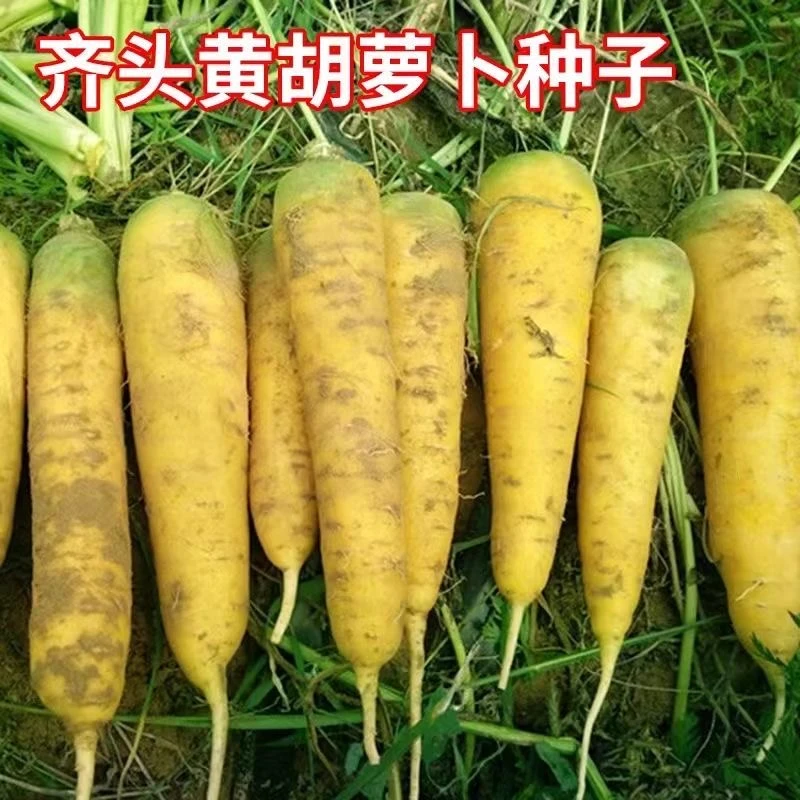 齐头黄胡萝卜种子高产黄石萝卜种子秋季庭院大田种植蔬菜种子大全