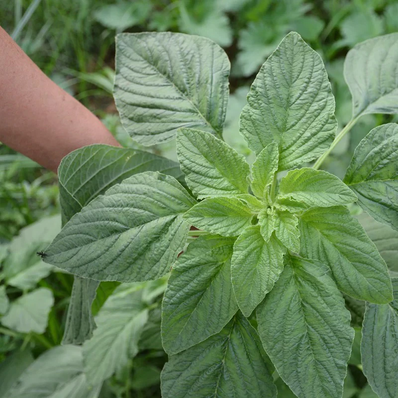 【密云本地野菜】人形菜密云本地野生露天人形菜（2斤送1斤）绿色蔬菜叶菜