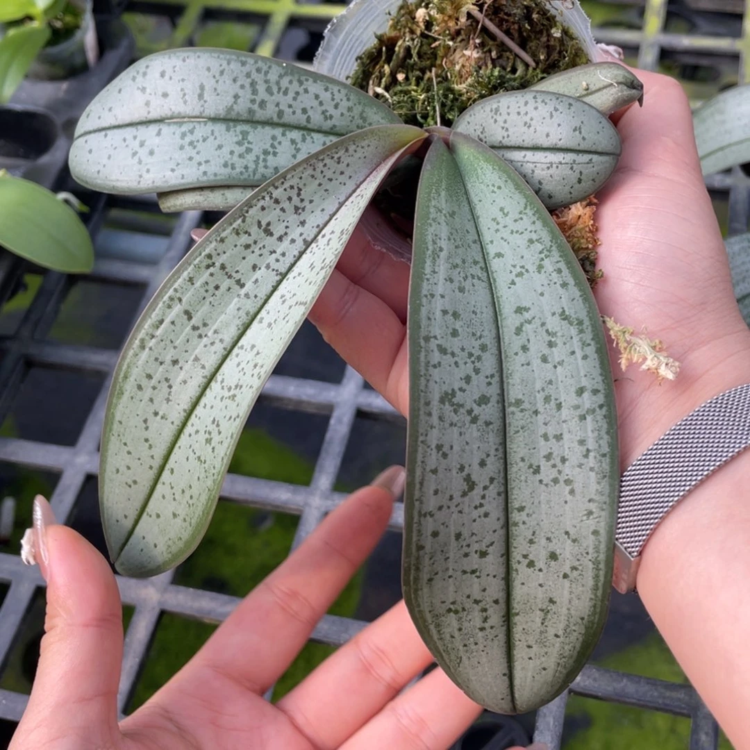 当前无花栽培后可以开花超银88888