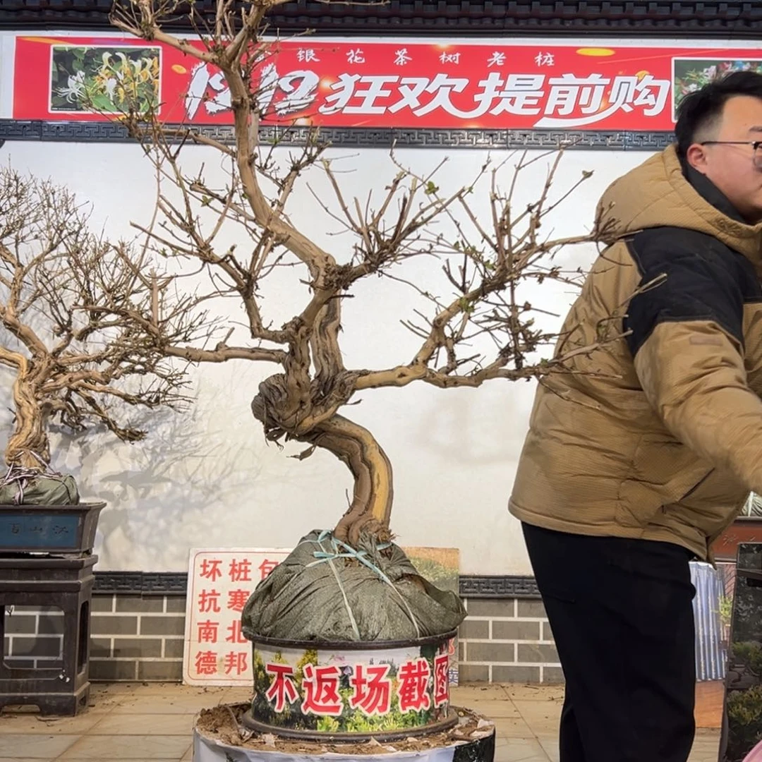 无花朵金银花88855558888865