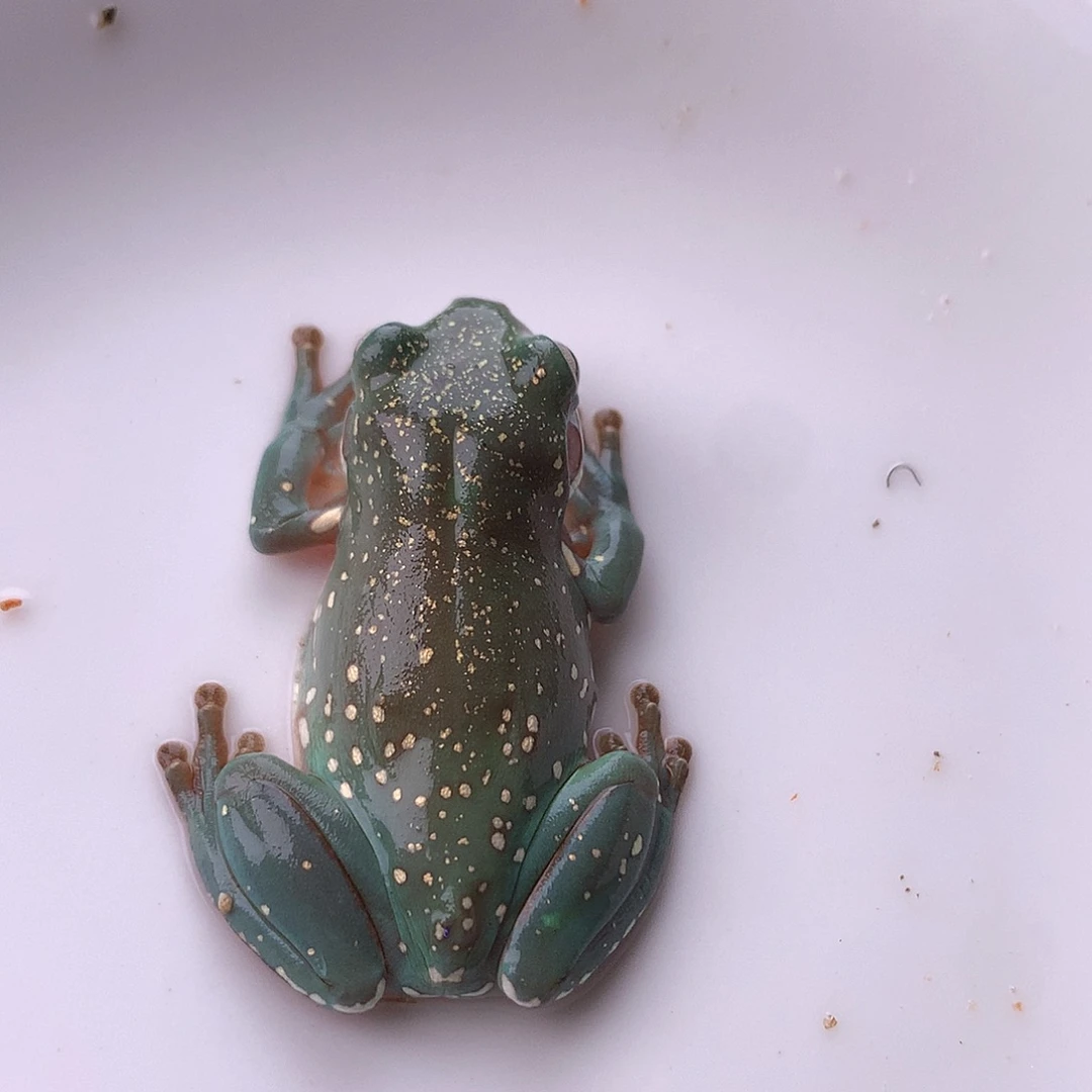 老爷树蛙13号精品金暴雪！宝石蓝潜力股