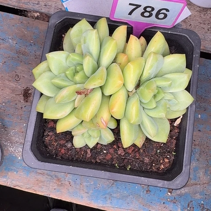 多肉植物冰墩墩786