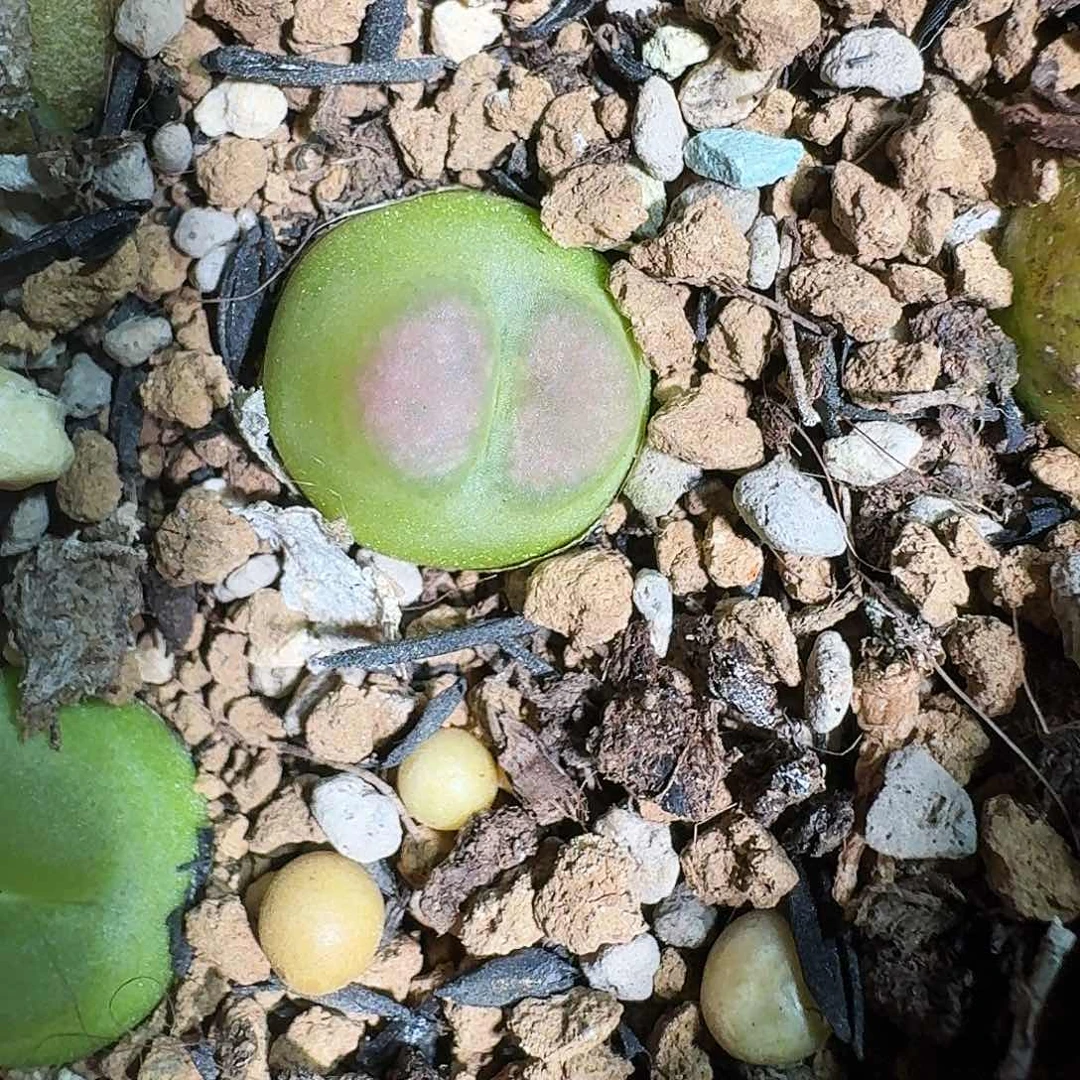 无花朵ʚ***ɞ多肉植物122