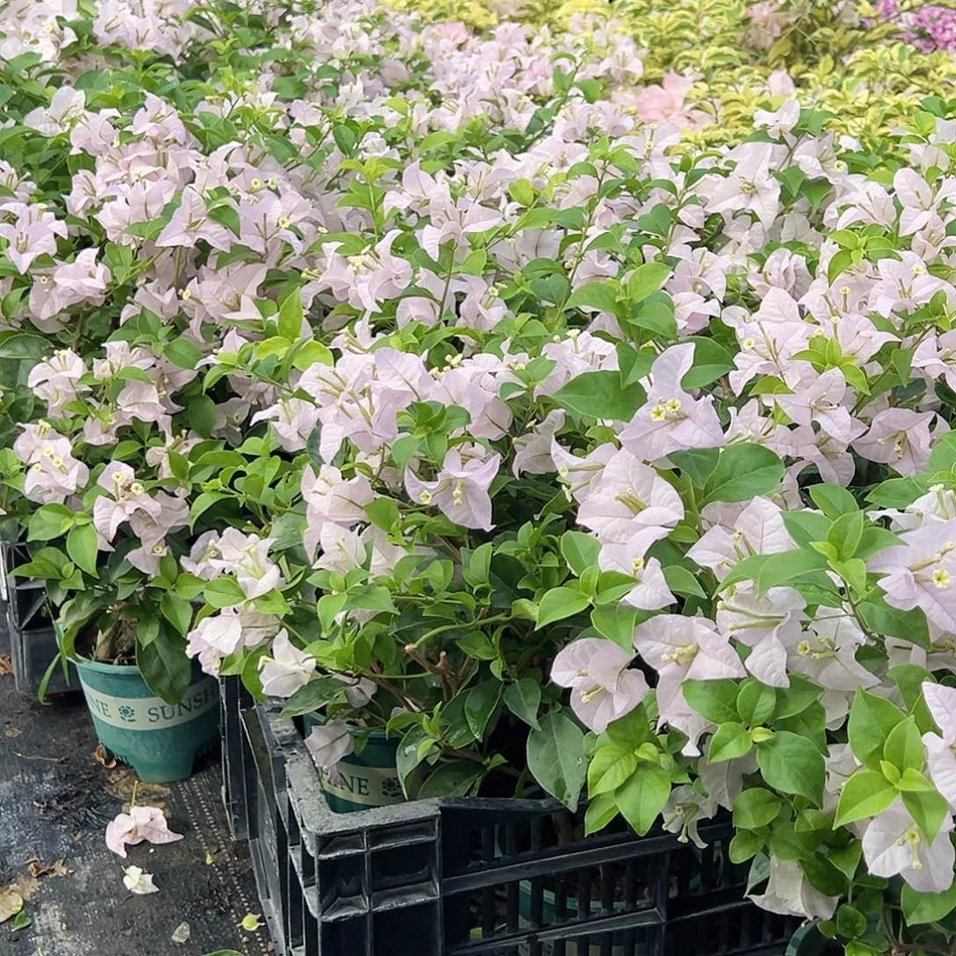 大部分花苞少量开放苹果花掌中宝一颗