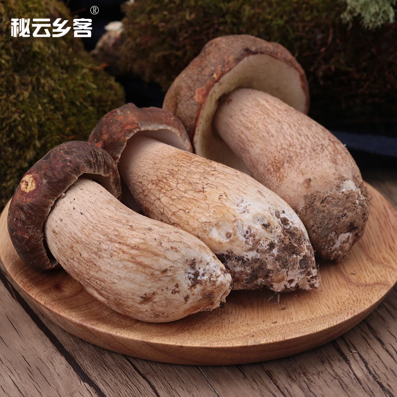 新鲜美味牛肝菌白牛肝菌云南特产野生牛肝菌500g