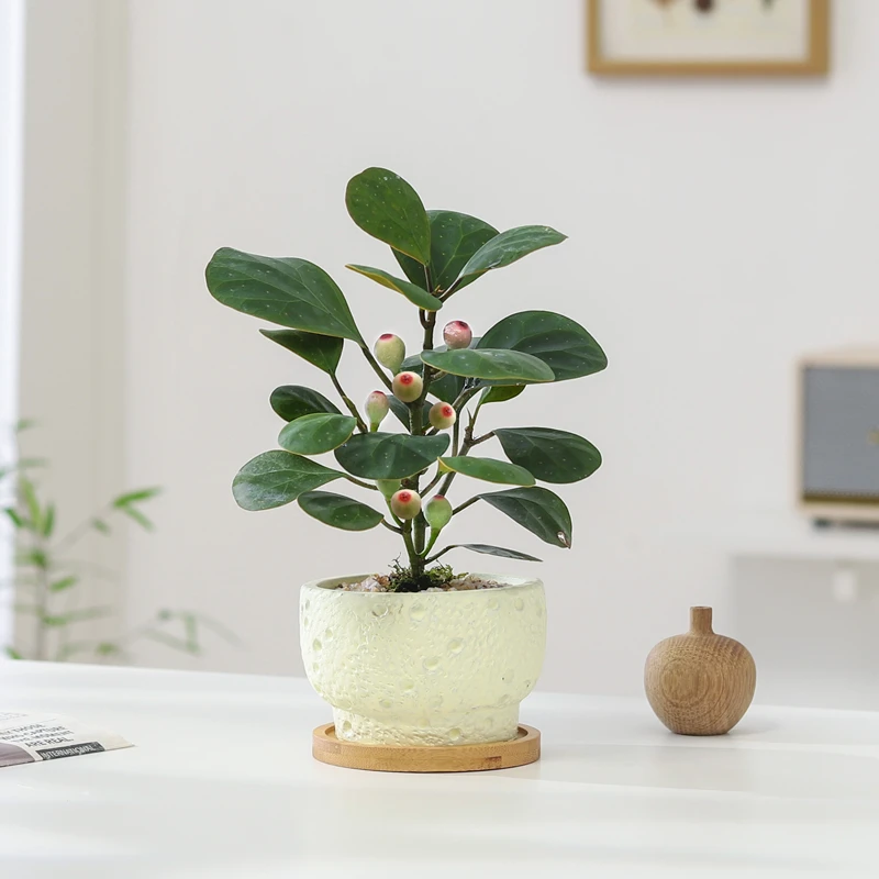 小盼菩提树盆栽植物室内盆景带果好养中式禅意办公室桌面摆件花卉