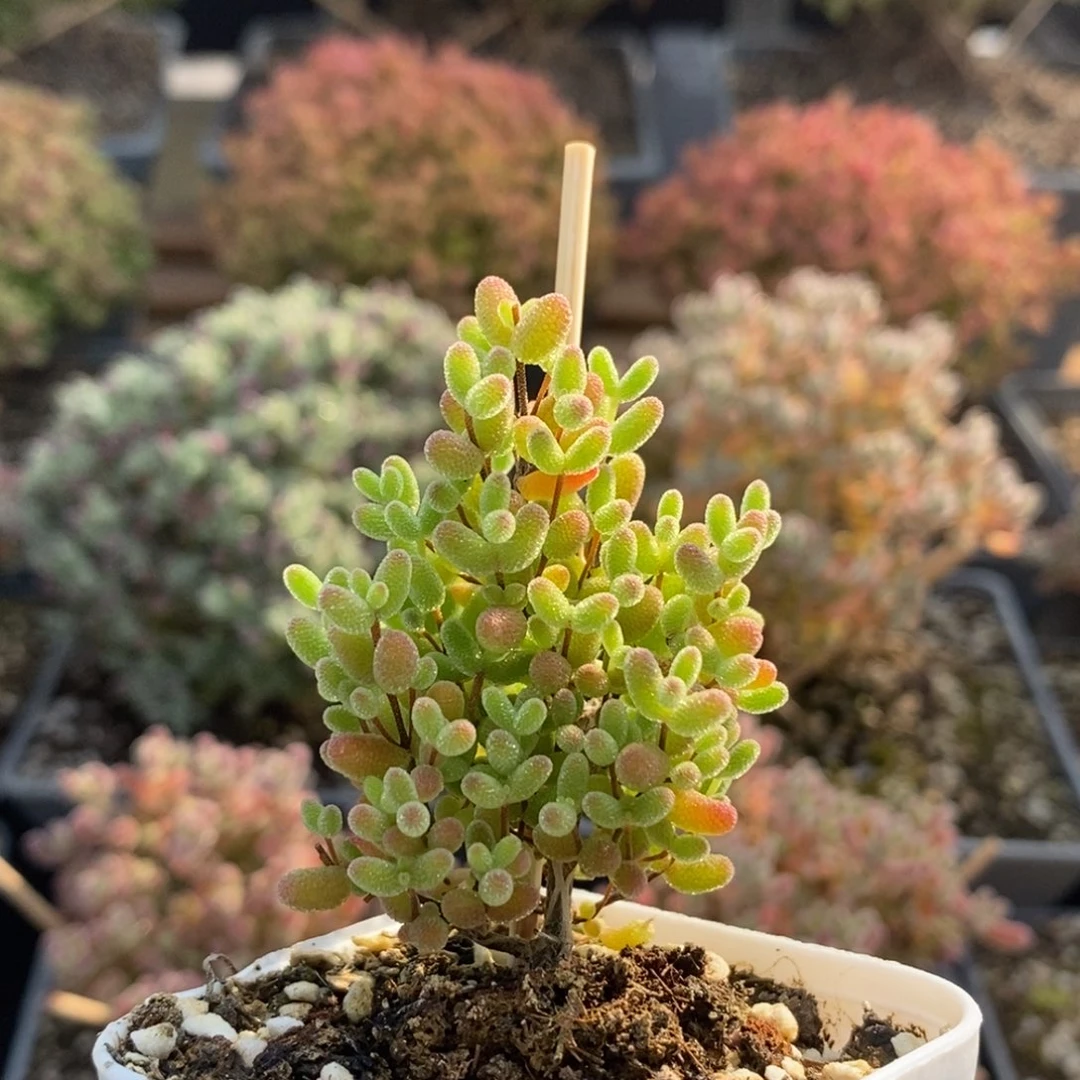 蜜橘糖球7290枝干番杏