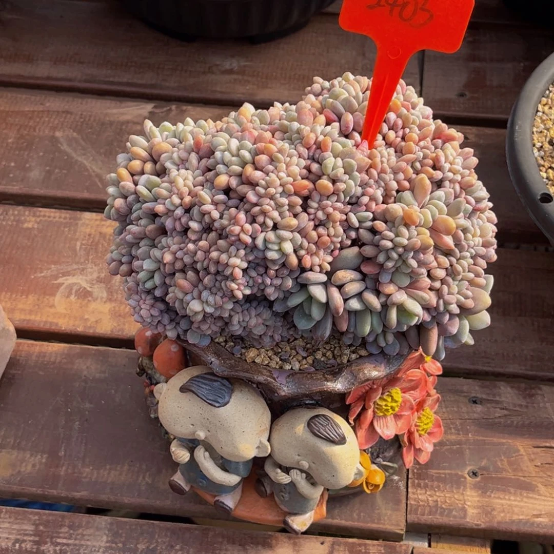 种**森2403号上午多肉植物群生多肉