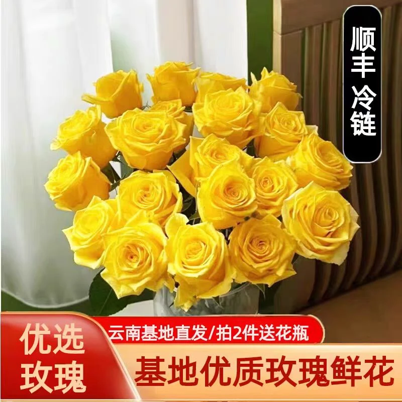 【金枝玉叶】纯正黄玫瑰鲜切花云南基地高质量鲜花黄色玫瑰花
