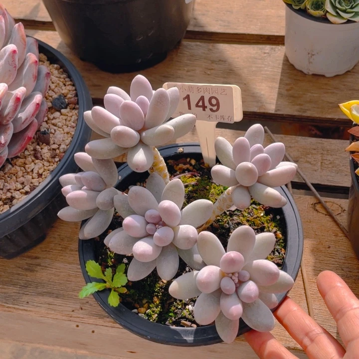 李***?谢谢你的支持0000000149